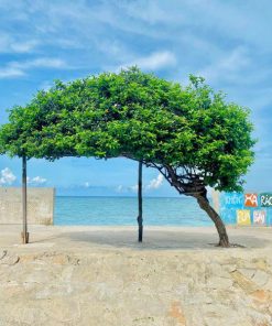 Tour trọn gói 3N2Đ